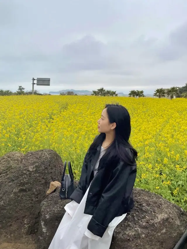 산방산뷰 제주 유채꽃밭을 소개합니다! 🌼