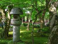 【京都市】青葉に映える緋毛氈🟥🌿