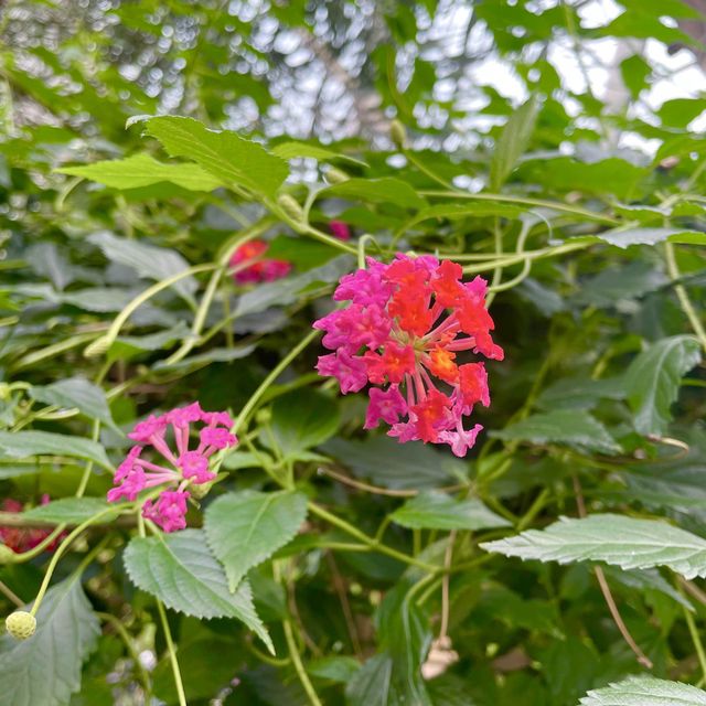 도심 속 푸른 공기를 마실 수 있는 서울 식물원 나들이🌿