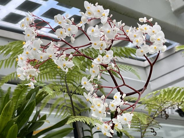 Stunning Orchids at National Orchid Gardens