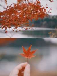 日本九州 | 一定要來一次志高湖🍁🦢