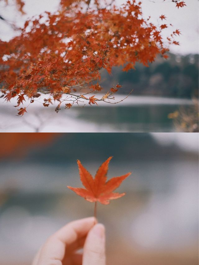 日本九州 | 一定要來一次志高湖🍁🦢
