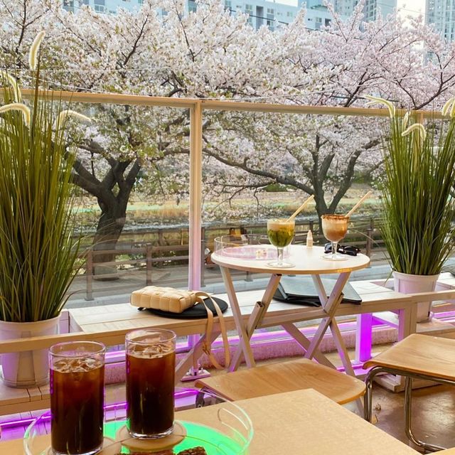 부산 유채꽃 & 벚꽃 거리 가볼만한곳 추천지!