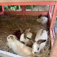 Rabbit Hole At Phuket 