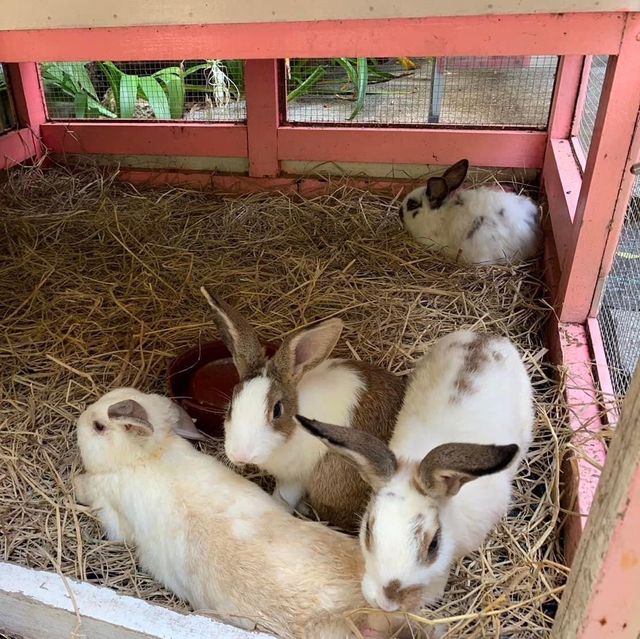 Rabbit Hole At Phuket 