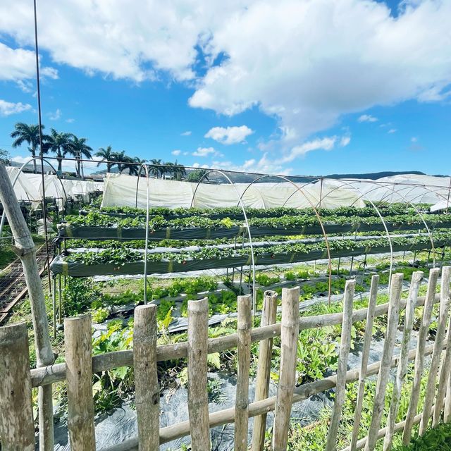 Strawberry Picking Time!