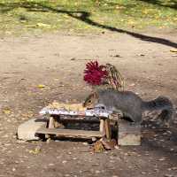 Rittenhouse Square: Philly's Urban Oasis