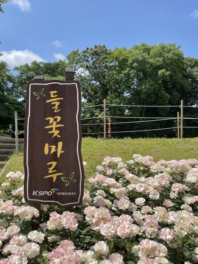 지금 딱 방문하기 좋은 올림픽공원 장미공원🌹🌹