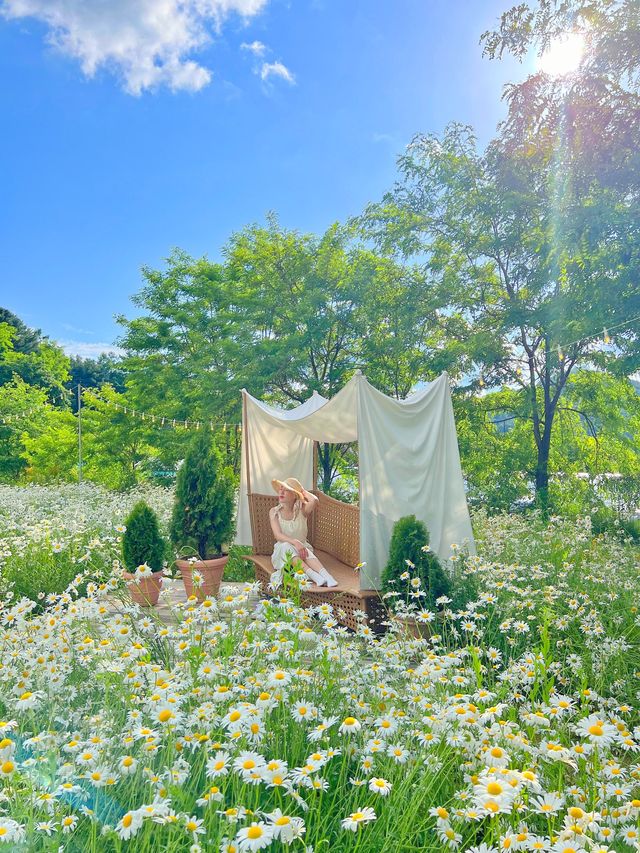 강원도 원주 사진정원🌼