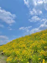 서울 근교 사람 1도 없는 금계국 동산🌼