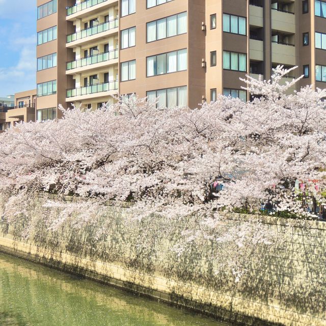 東京賞櫻攻略