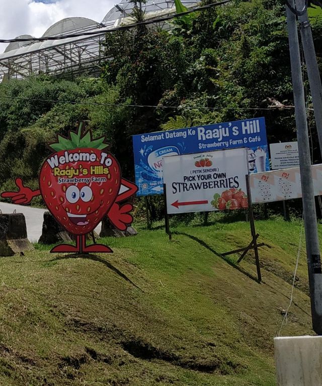 CHILLING IN CAMERON HIGHLANDS, PAHANG!