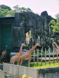 《台北》動物夏夏叫 暑假才能體驗的夜間活動-台北市立動物園