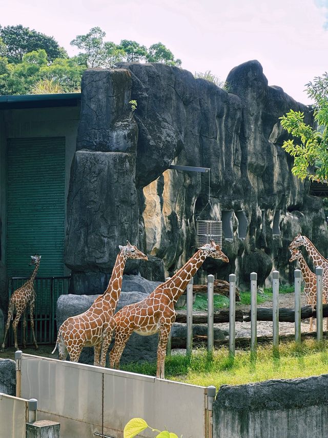 《台北》動物夏夏叫 暑假才能體驗的夜間活動-台北市立動物園
