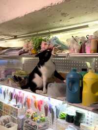 觀塘區～抵玩👍🏻可愛嘅貓貓Cafe🐱🐈