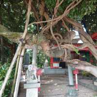 愛知旅行！名古屋「豊藤稲荷神社」「御神木 藤龍」