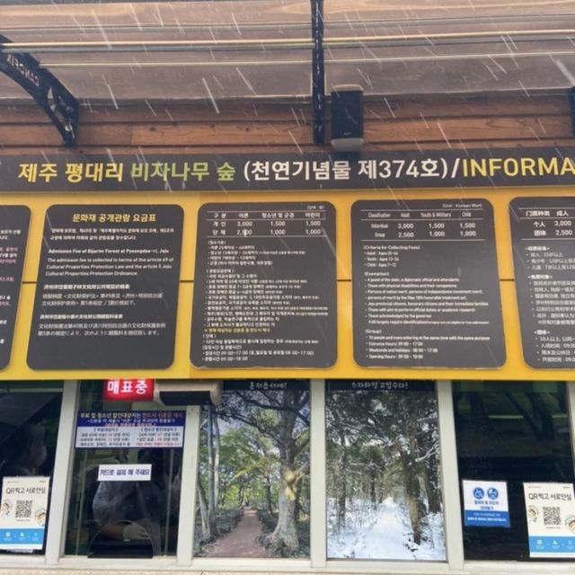 비가오면 더욱 운치있는 제주 비자림 ☔️🌳