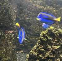 🌊🐠 海洋冒險！神戶海洋博物館的奇妙世界 🐬🐙