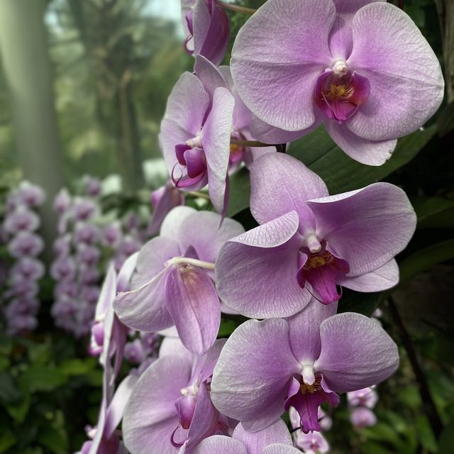🇸🇬 Orchid paradise for enthusiast! ✨