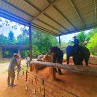 "Jumbo Joy: Rescuing and Reviving Elephants"