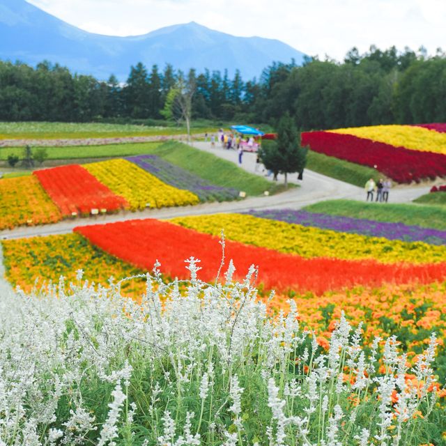 Furano the town of Flower 🌼🪻