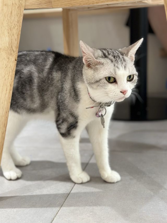 一家大細開心嘅喵喵cafe-「😺URBAN cafe」