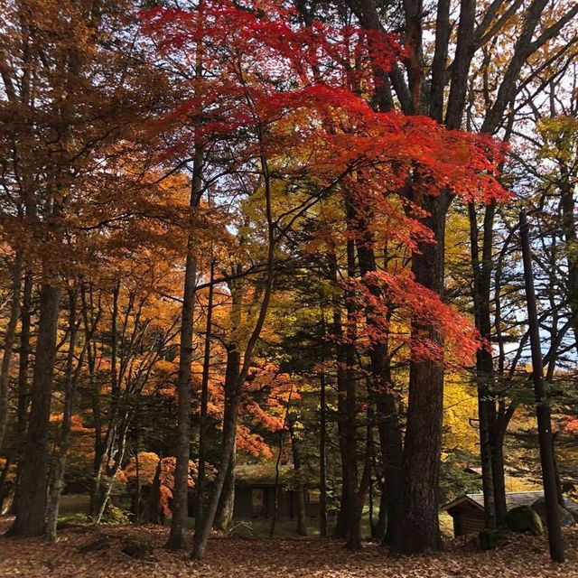 Amazing nature and beauty at Mt Fuji
