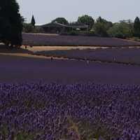 Lavender farm Tours 179$
