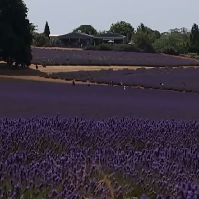 Lavender farm Tours 179$