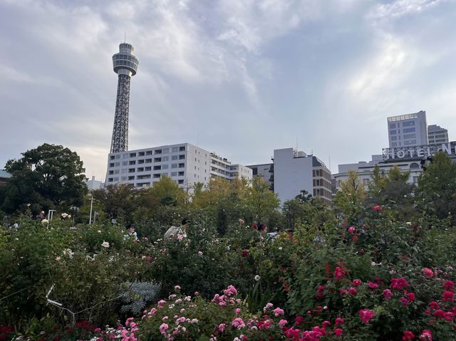 山下公園 ＠横浜🌹