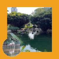【香港必去】芬芳鳥語，紅鶴翩翩九龍公園 🕊️