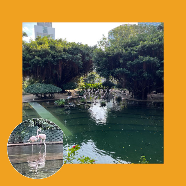 【香港必去】芬芳鳥語，紅鶴翩翩九龍公園 🕊️