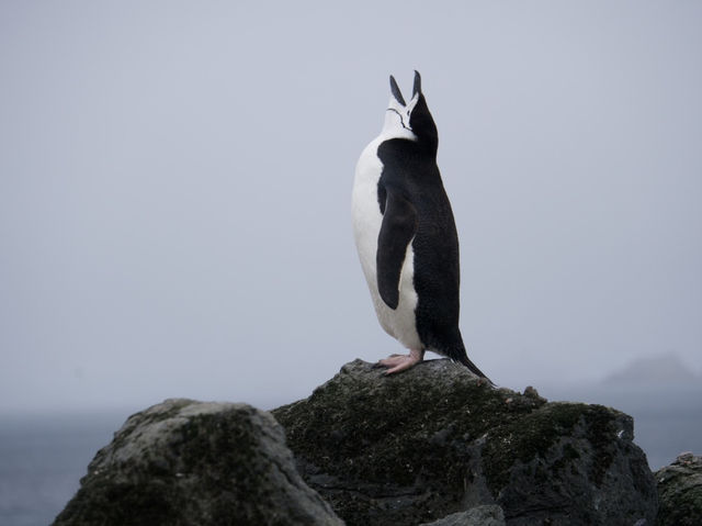 Antarctic dream come true ✨🐧