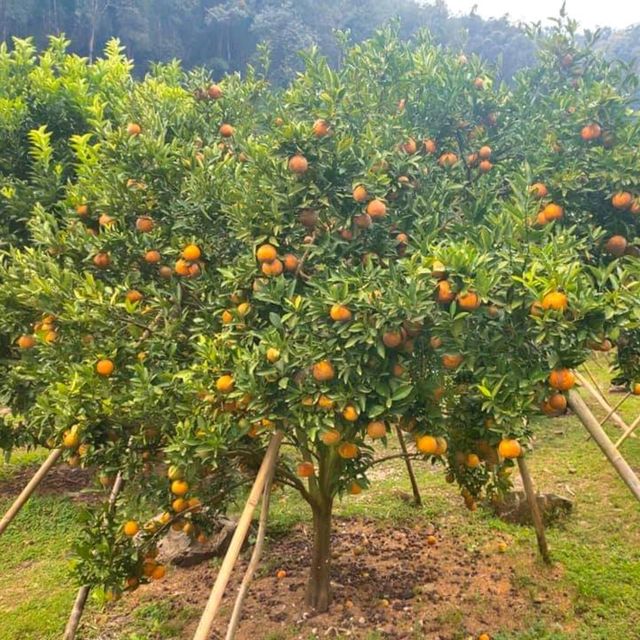 สวนส้มชไมพร🍊🍊