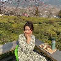 푸릇푸릇한 녹차밭 뷰를 볼 수 있는  하동매암제다원🍃🍵 