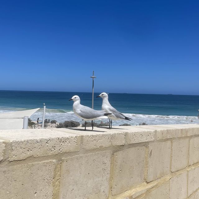 5 beaches you MUST visit in Perth 🇦🇺
