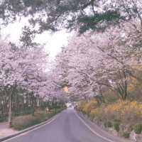 Cherry Blossom Viewing at Namsan