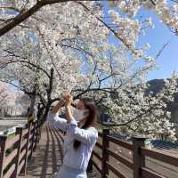 경남 꽃놀이 명소 모음🌸
