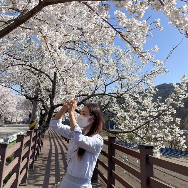 경남 꽃놀이 명소 모음🌸