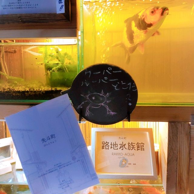 京都の穴場観光スポット　不思議な世界観の水族館