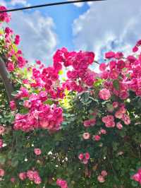 🌹과천 장미축제 - 서울대공원 장미원🌹