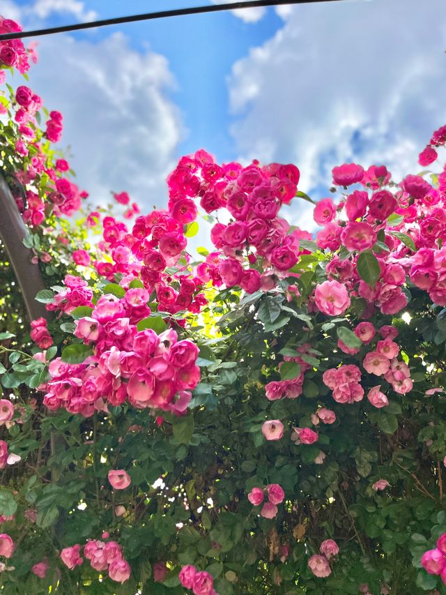 🌹과천 장미축제 - 서울대공원 장미원🌹