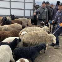 동물을 사고 파는 일요일 가축 시장인 Livestock Bazar 🇰🇬