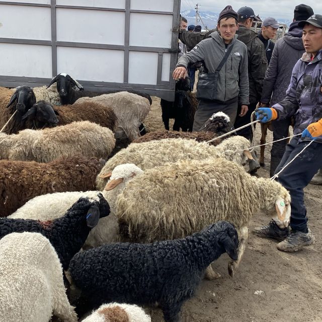 동물을 사고 파는 일요일 가축 시장인 Livestock Bazar 🇰🇬