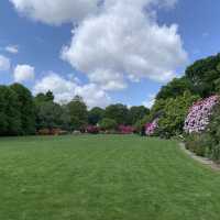 Colorful Rhodendendrum at London’s Kenwood House 