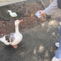 시드니 야생동물원 추천 Featherdale Sydney Wildlife Park