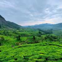 A must visit road in Munnar 🌿