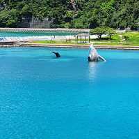 座間味島體驗浮潛樂趣