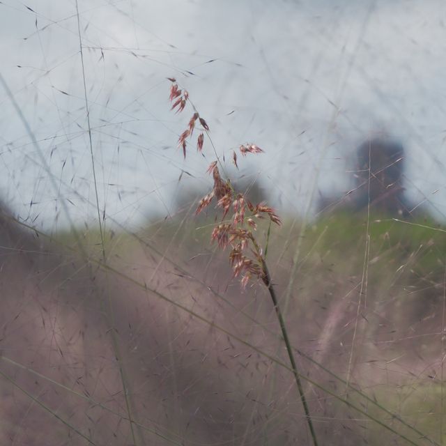 十月粉色花海，粉黛亂子草 