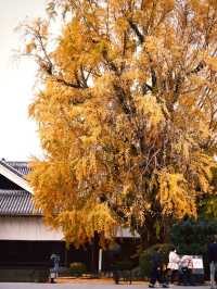 日本九州｜熊本一日遊 探訪熊本熊的家鄉 ～